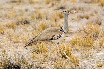 Kori bustard in grass land