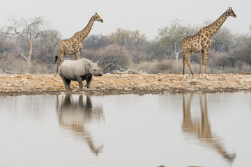 Group of giraffe and rhinoceros at waterhole in the late afterno
