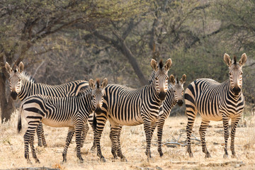 Fototapeta na wymiar Group of Zebras, looks like family picture