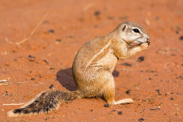 Still of a ground squirrel