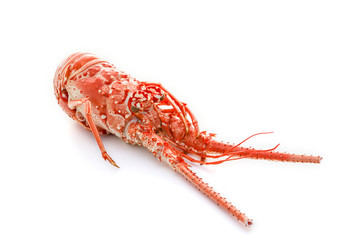 langouste
