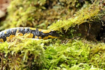 Feuersalamander (Salamandra salamandra) im Nationalpark Kellerwald