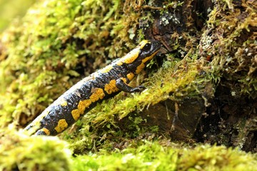 Feuersalamander (Salamandra salamandra) im Nationalpark Kellerwald