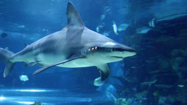 shark swimming in aquarium