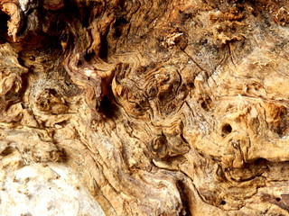 Gnarled surface of wood from a dead tree