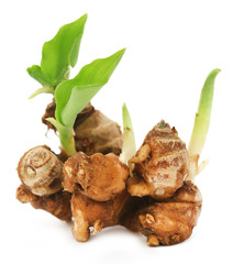 Kaempferia galanga known as aromatic ginger
