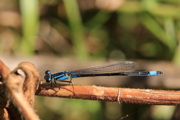 A mature adult Blue-tailed Damselfly perched, Wells-next-the Sea, Norfolk, England, UK.