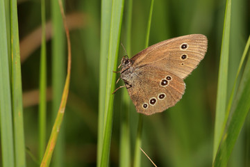 A Ringlet butterfly resting on grass showing the underwing spots, Norfolk, England, UK.