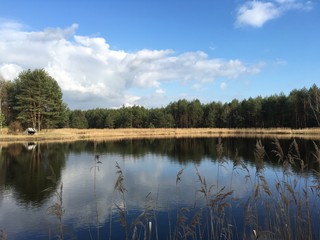 Fototapeta premium las