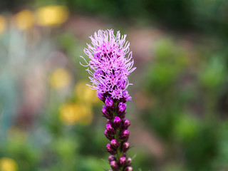 Obraz premium Liatris in the garden