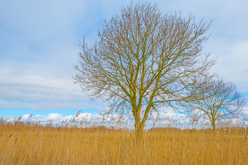 Fototapeta premium Reed along trees in winter 