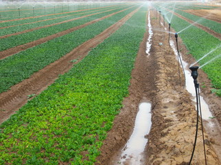 sprinkler irrigation in field of spinach