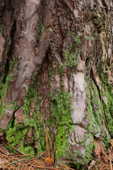 Old mosy tree bark