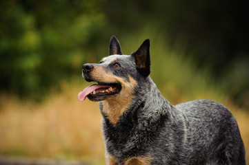 Australian Cattle Dog out in nature