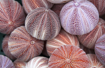 Seeigel