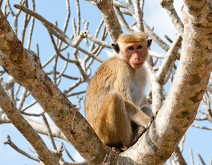 The monkey on the tree, Sri Lanka