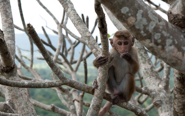 Little monkey, Sri Lanka
