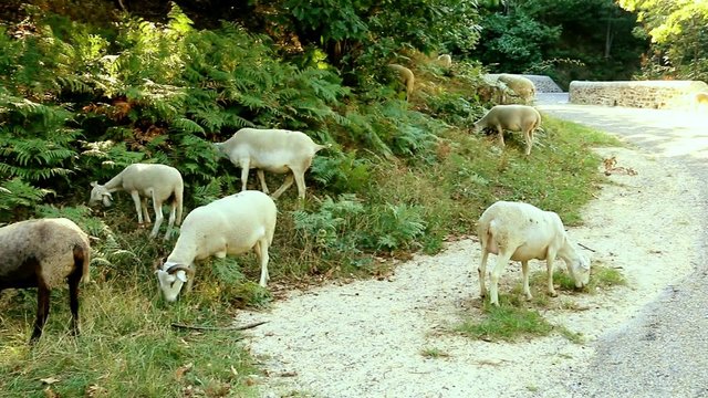Moutons dans les foug&egrave;res