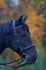 Obraz premium head black horse