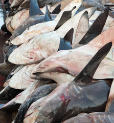sharks of Sri Lanka