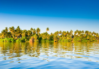 Fototapeta na wymiar Palms, Sri Lanka