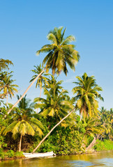 The palms close to water in sunny day, Sri Lanka