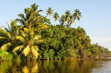 Obraz premium The palms, Sri Lanka