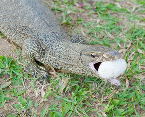 The lizard eats egg