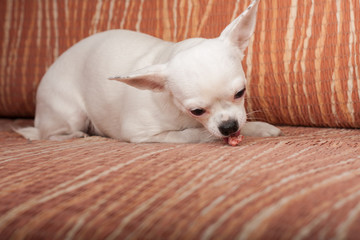 White Chihuahua lying on sofa, 3 years old female.