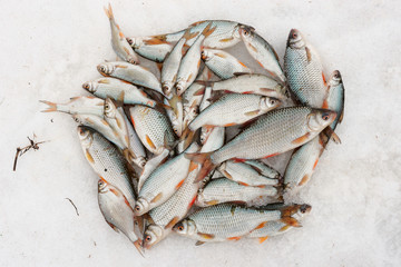 Fresh catch - a lot of fish on snow