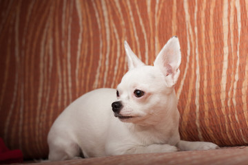 White Chihuahua lying on sofa, 3 years old female.