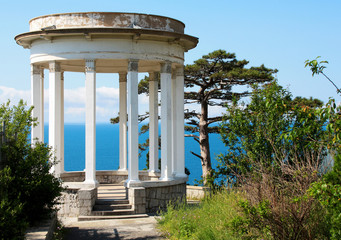 Ancient arbor by the sea / Bright sunny day, the sky is blue