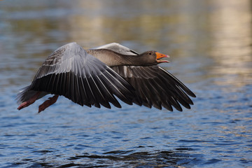 Greylag Goose, goose