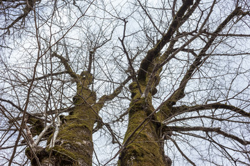 tree branches