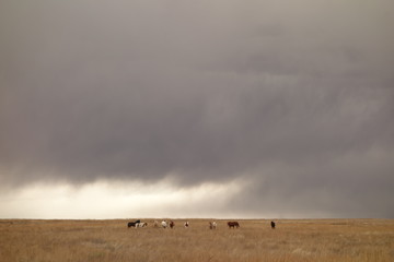 Fototapeta na wymiar Ranging Horses under a Stormy Sky
