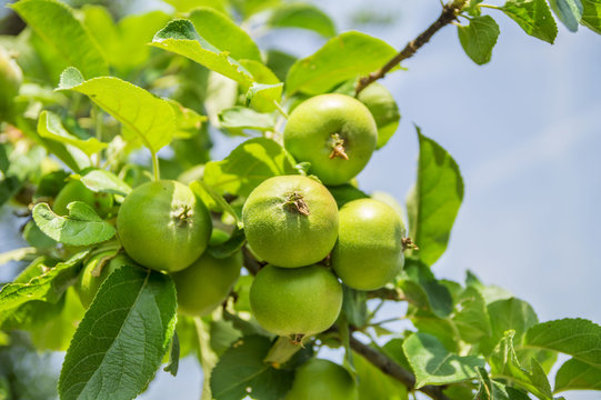 Green apple fruits growing in the orchard