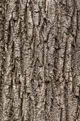 Obraz premium tree bark texture background