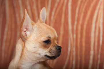  Close up of  Chihuahua puppy sitting on sofa, 4 months old fema