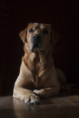 Portrait of golden labrador isolated on black 