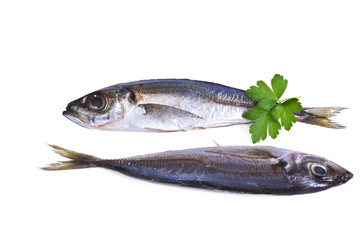 mackerel isolated