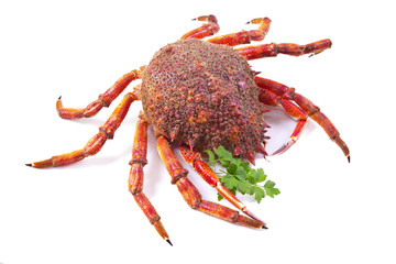 seafood isolated, centolla