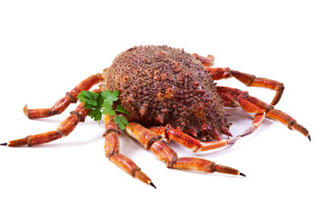 seafood isolated, centolla