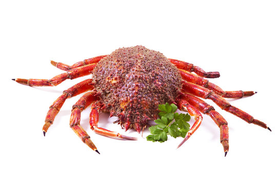 seafood isolated, centolla