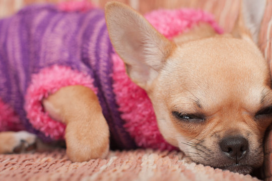 Chihuahua puppy dressed with pullover sleeping on sofa