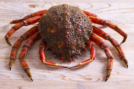 marisco, centolla aislada