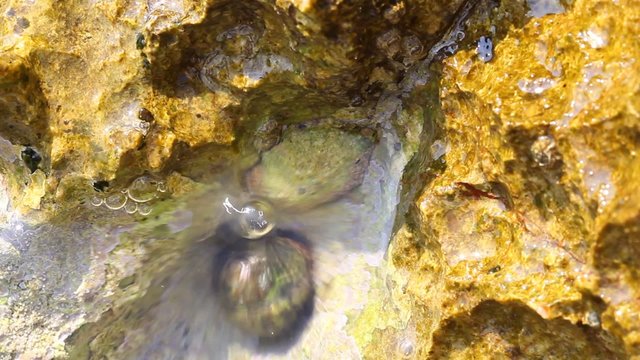 Clear water, rocks from the shore and snail moving