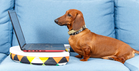 Smart programmer with his laptop on the sofa