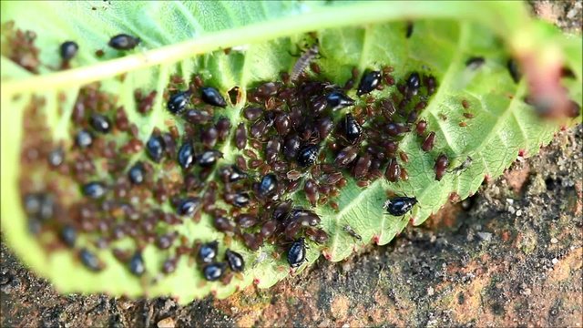 Aphids (Plant lice) on a cherry tree leaf