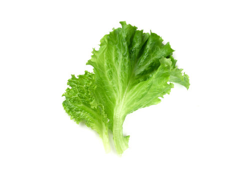 lettuce on white background