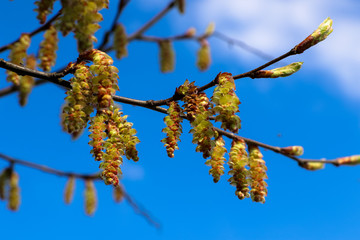 Birkensamen im blauen Himmel